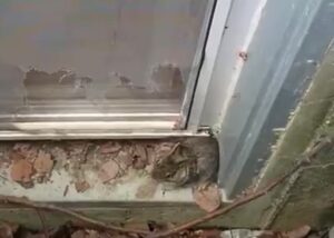 Can Anybody Find My Dumb Bunny to Love, or Look Before you Leap