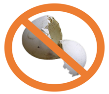 No eggshells