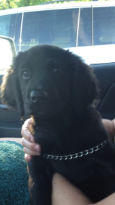 Free Puppies! or Sometimes a crazy idea can work